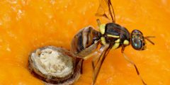 مراحل دورة حياة ذبابة الفاكهة